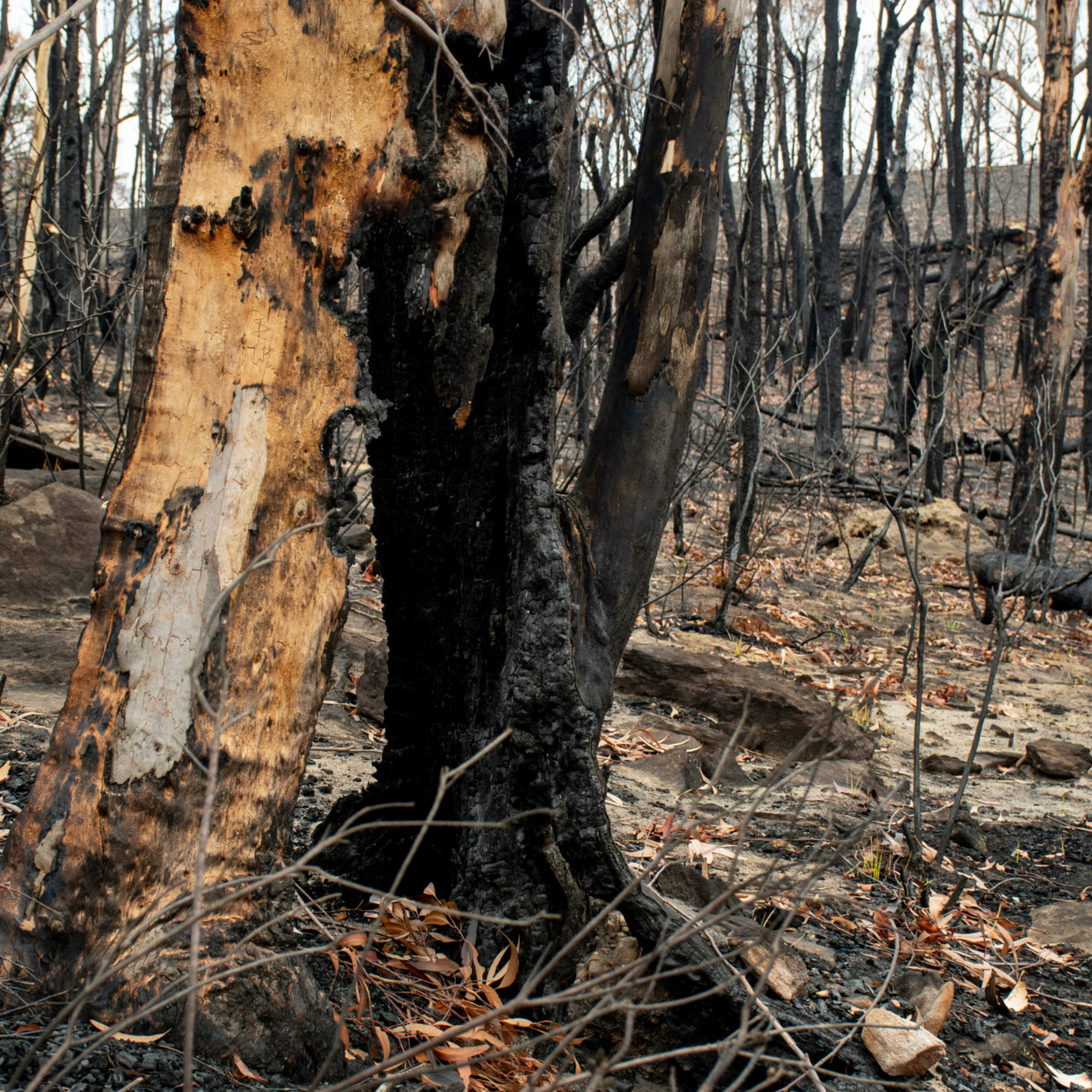 bush fire consultant